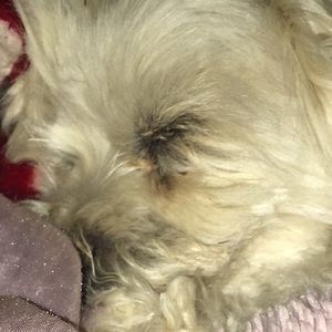 Meet your Posher, Sonya